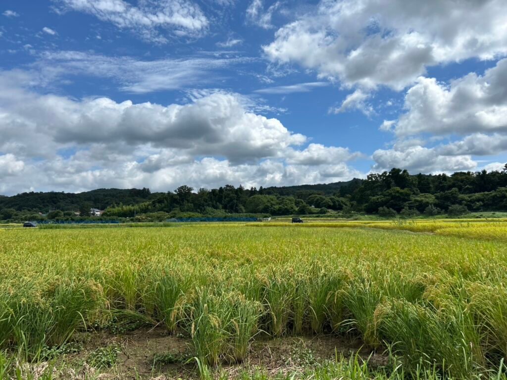 2025年の里山体験ワークショップの様子